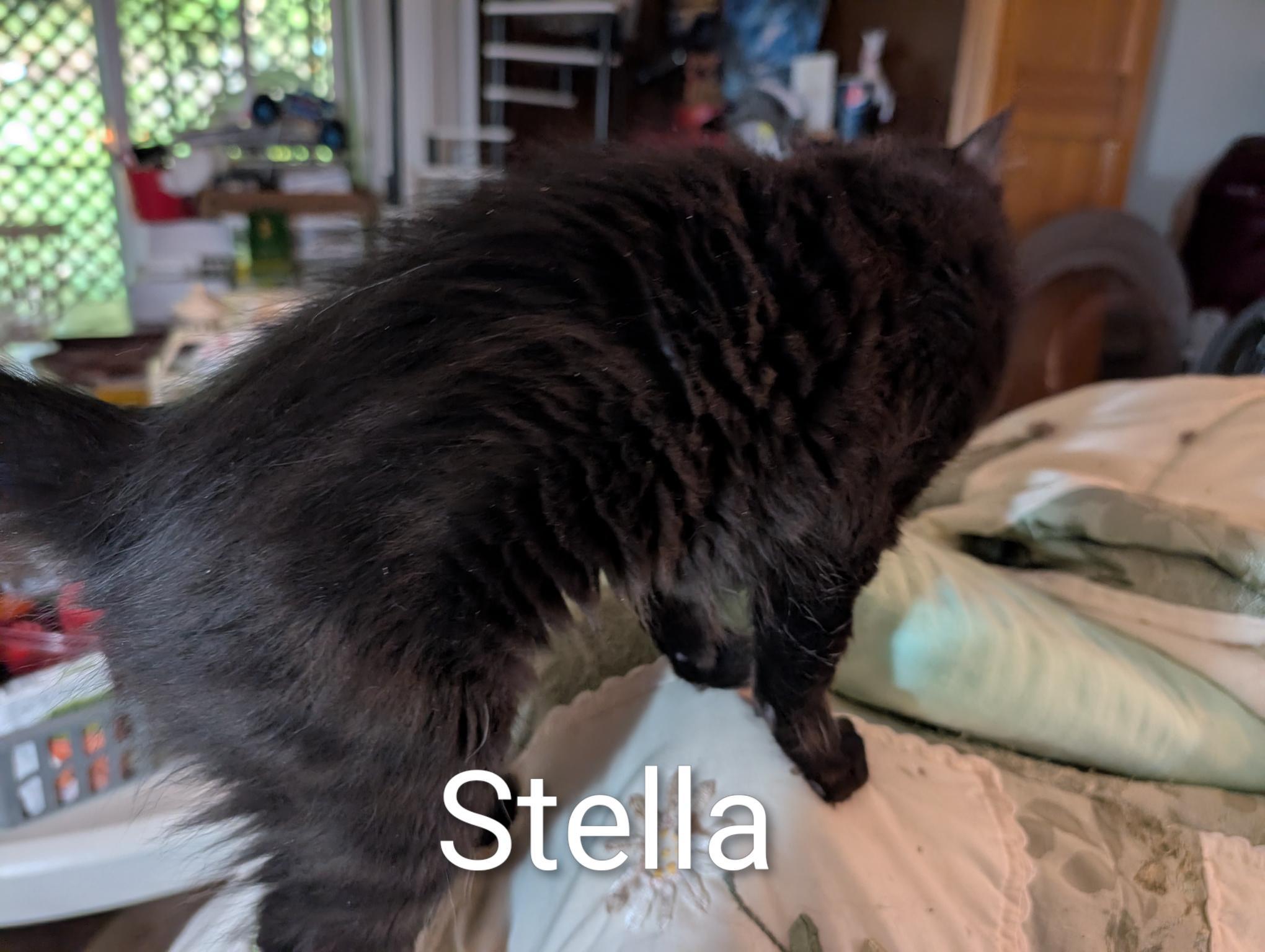Enlarge Stella - ssb, a ADOPTABLE Domestic Medium Hair in Burlington, WA image 3/5