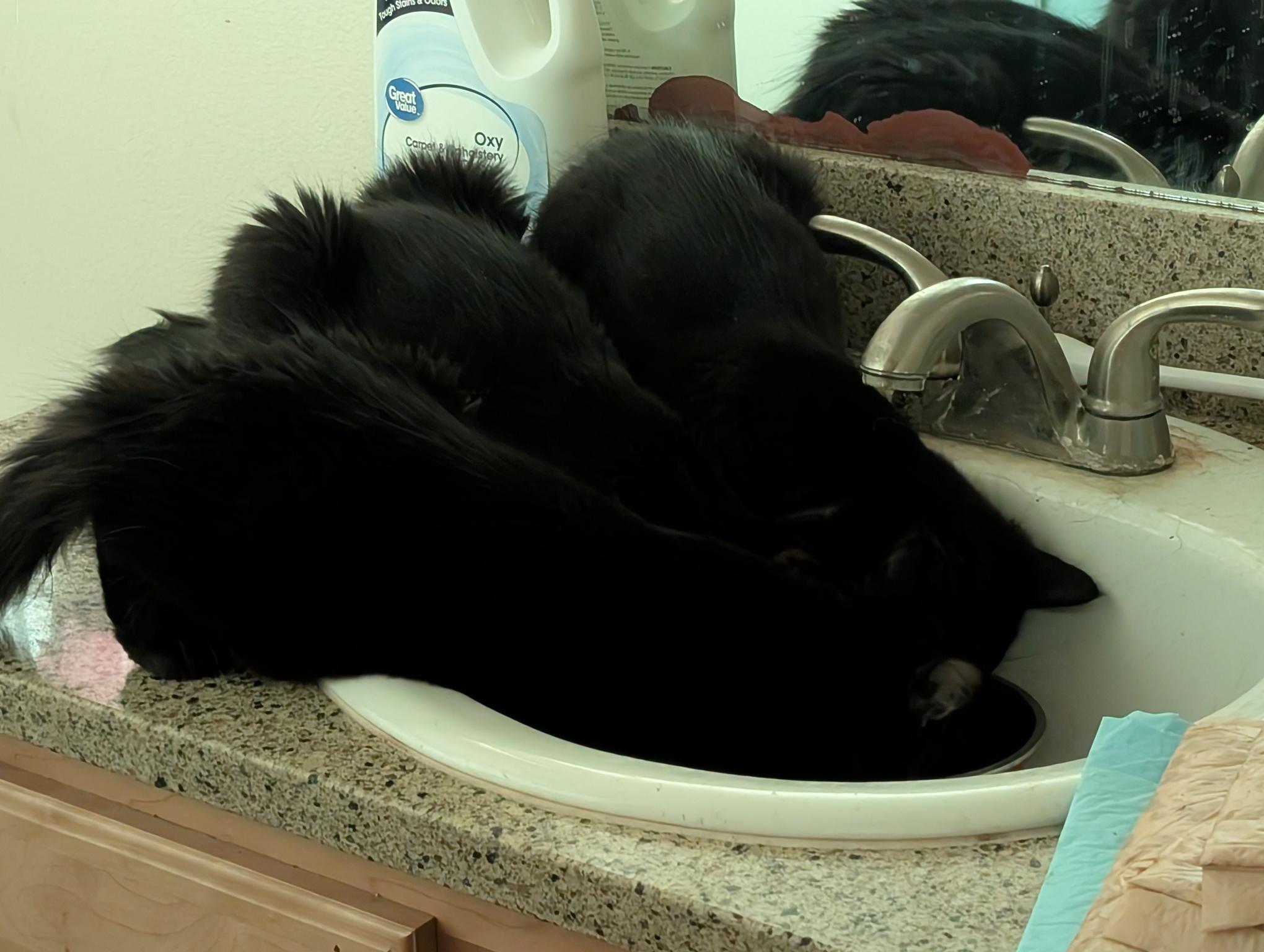 Enlarge Stella - ssb, a ADOPTABLE Domestic Medium Hair in Burlington, WA image 4/5