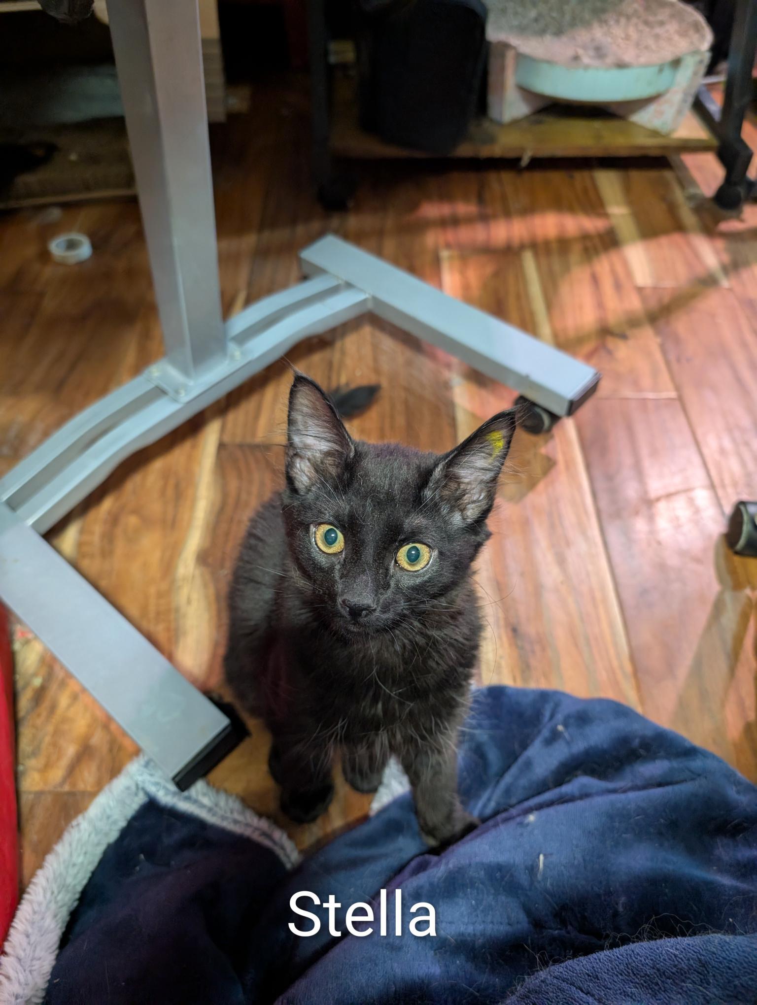 Stella - ssb, ADOPTABLE, Kitten Female Domestic Medium Hair.