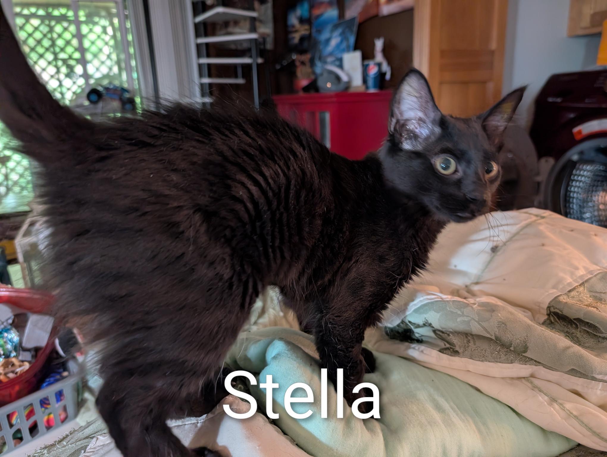 Enlarge Stella - ssb, a ADOPTABLE Domestic Medium Hair in Burlington, WA image 2/5