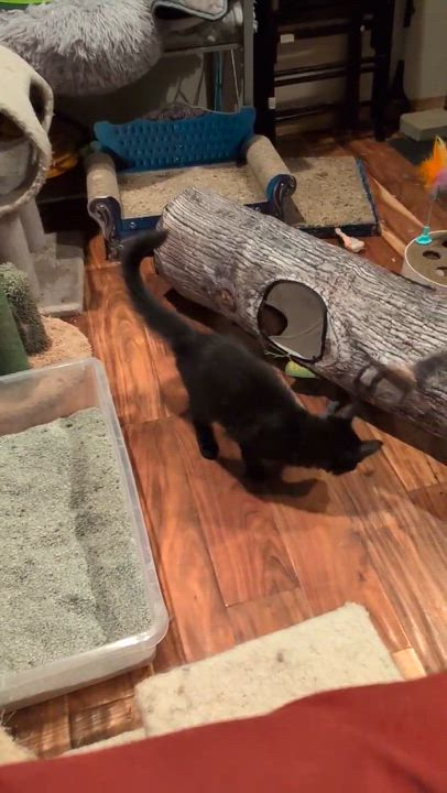 Enlarge Stella - ssb, a ADOPTABLE Domestic Medium Hair in Burlington, WA video 5/5