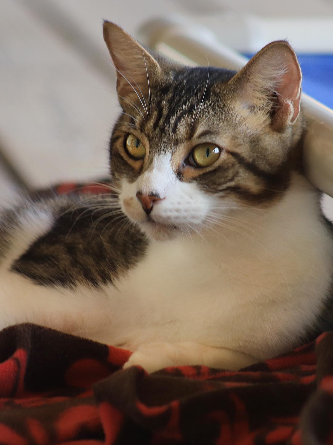 Momo, Young Male unknown