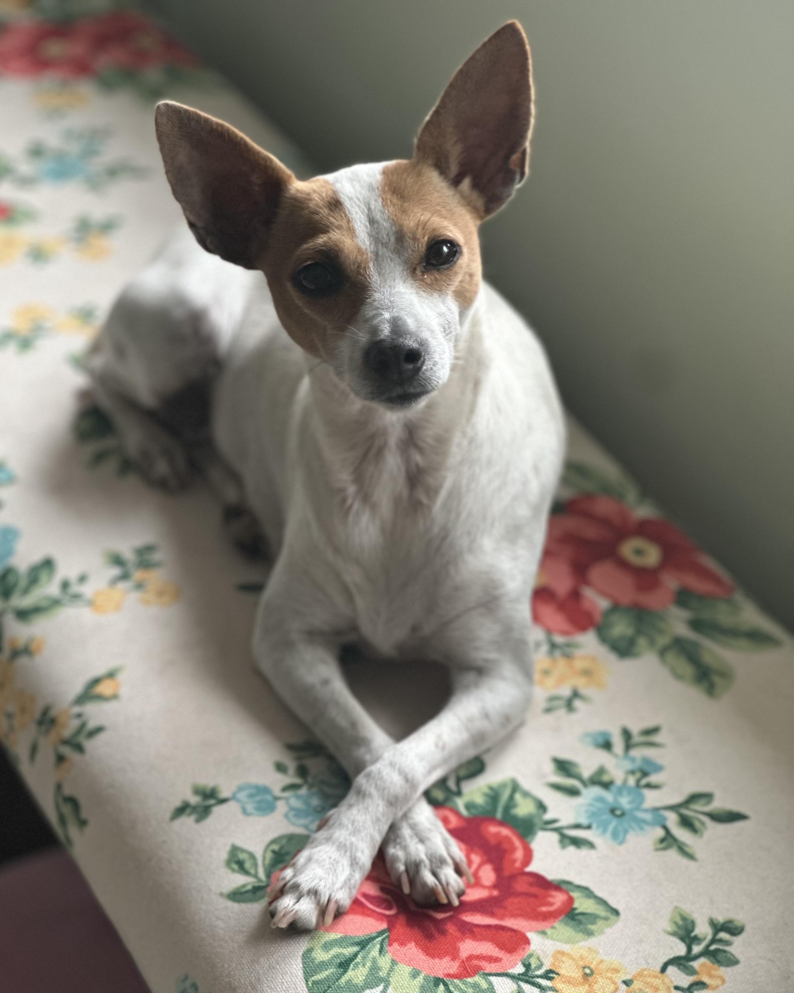 Jackie, ADOPTABLE, Young Female Feist & Rat Terrier.