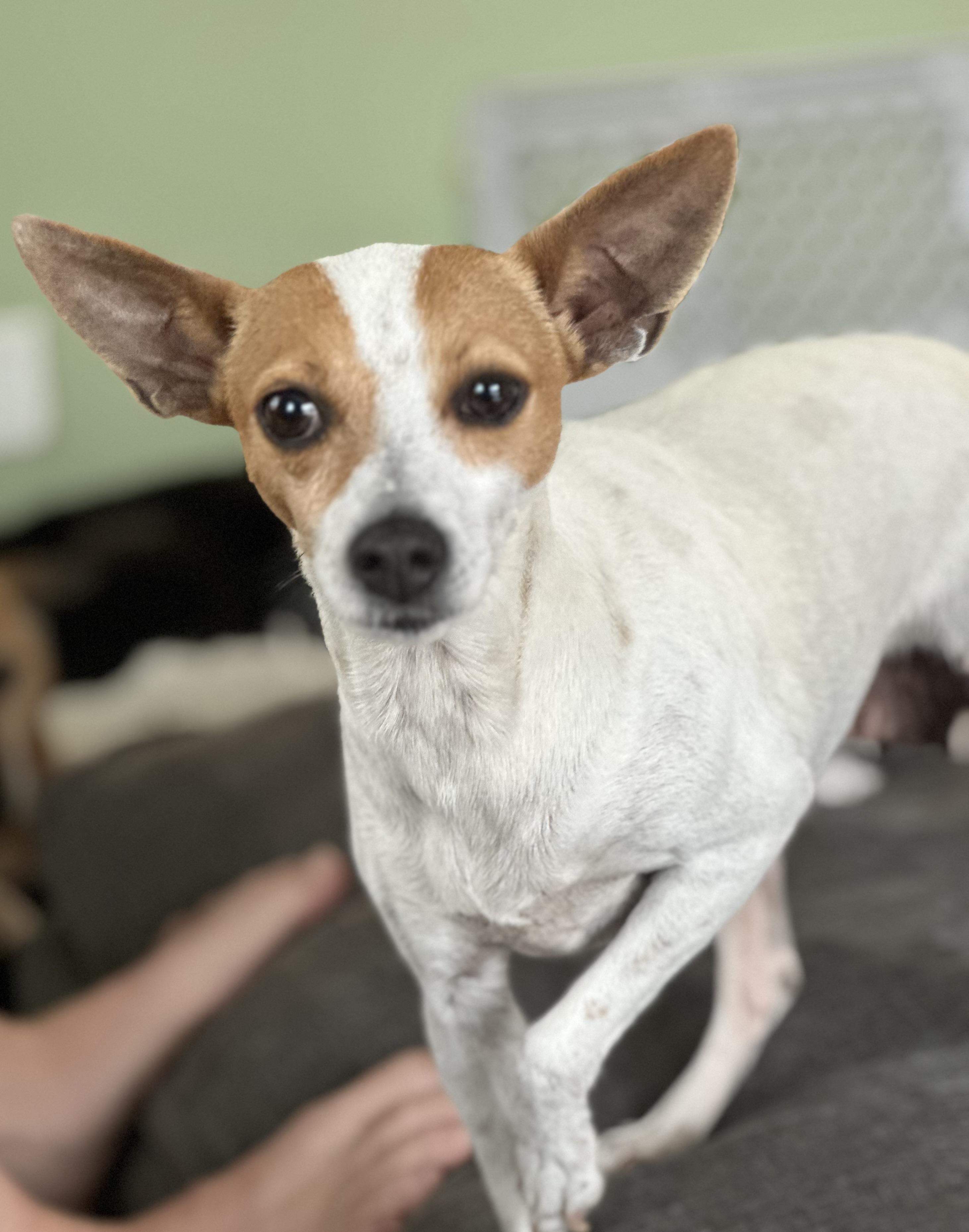 Enlarge Jackie, a ADOPTABLE mixed breed in Manahawkin, NJ image 3/3