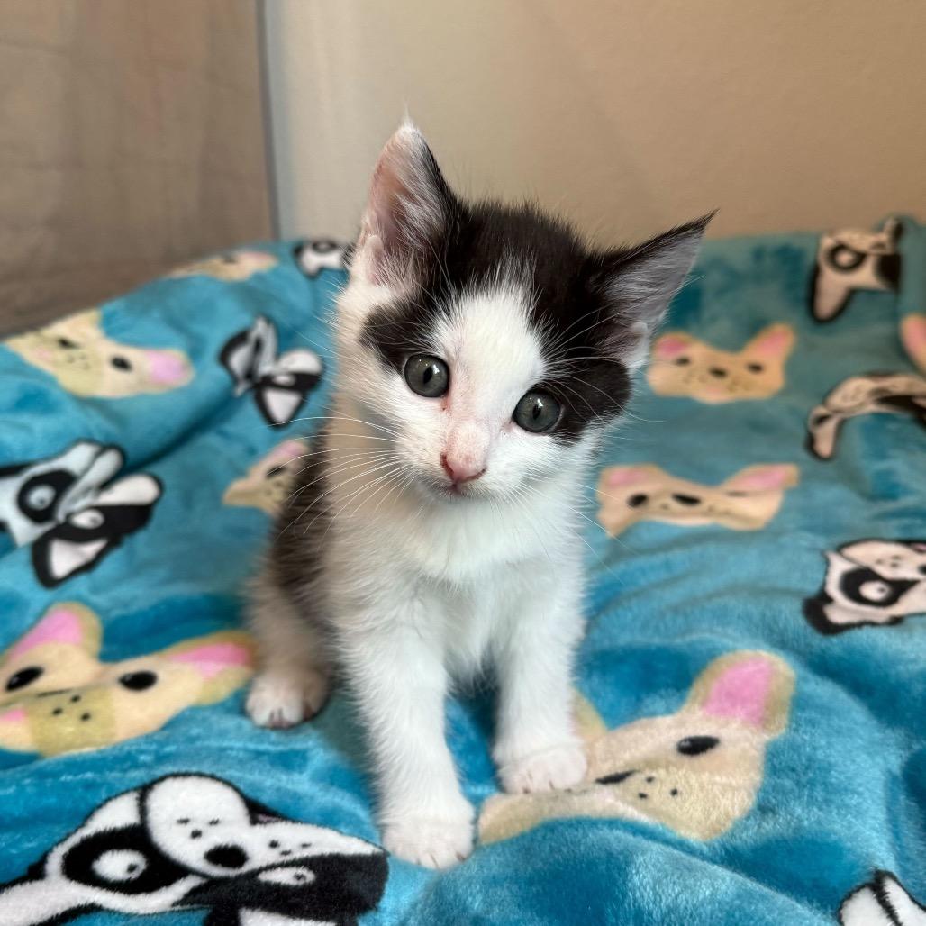 Murph, a Adoptable Domestic Short Hair in Nowata, OK image 1/6