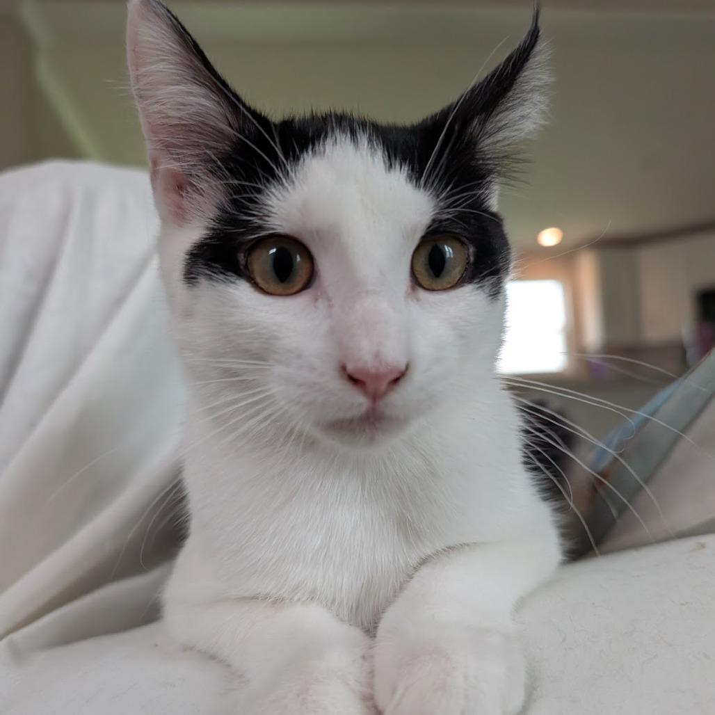 Murph, a Adoptable Domestic Short Hair in Nowata, OK image 3/6