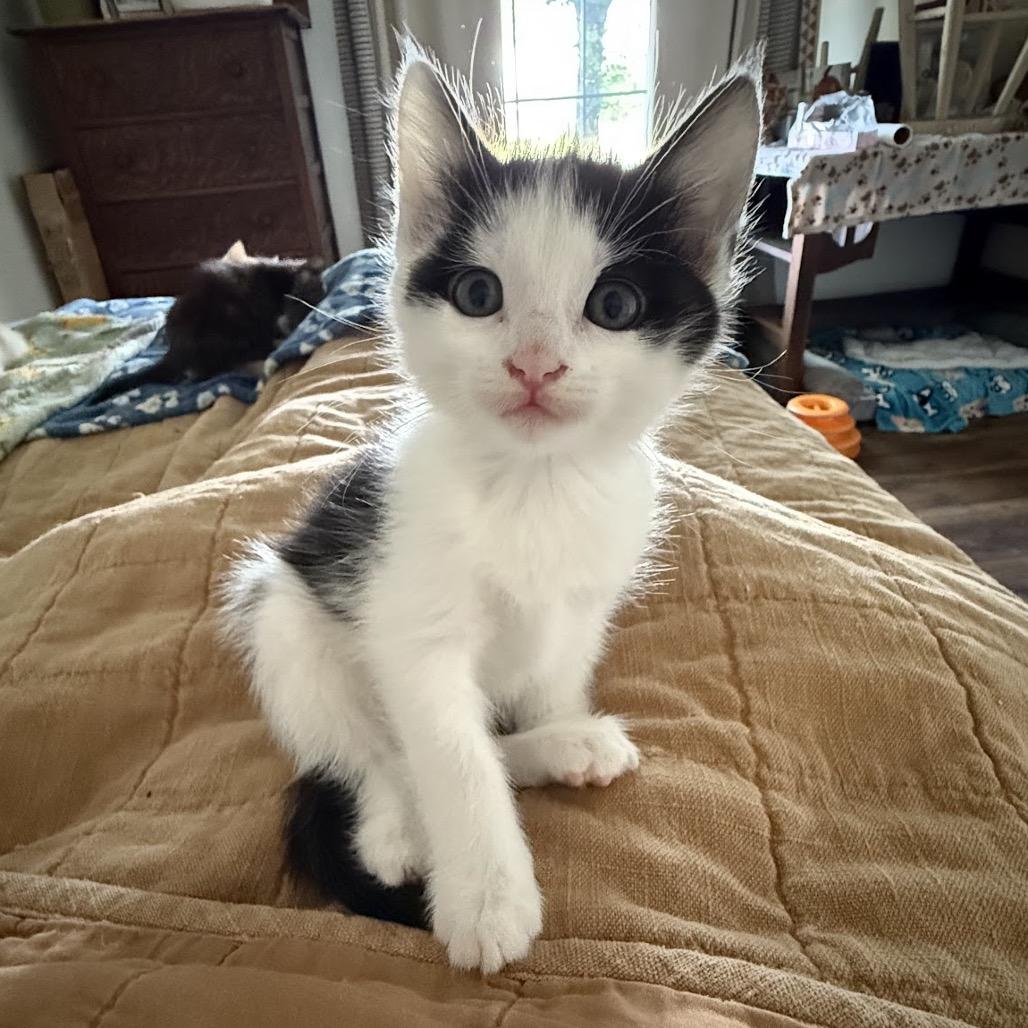 Murph, a Adoptable Domestic Short Hair in Nowata, OK image 2/6