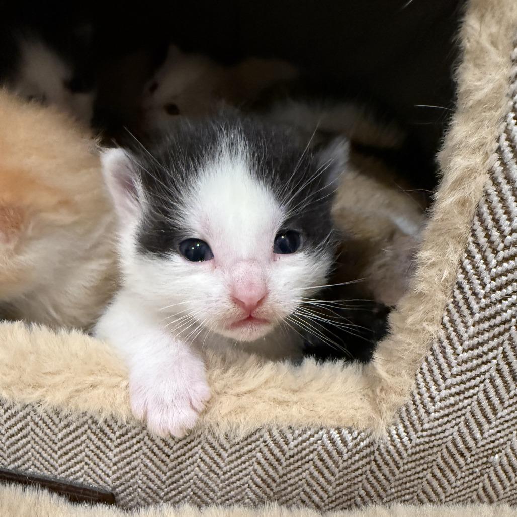 Murph, a Adoptable Domestic Short Hair in Nowata, OK image 4/6