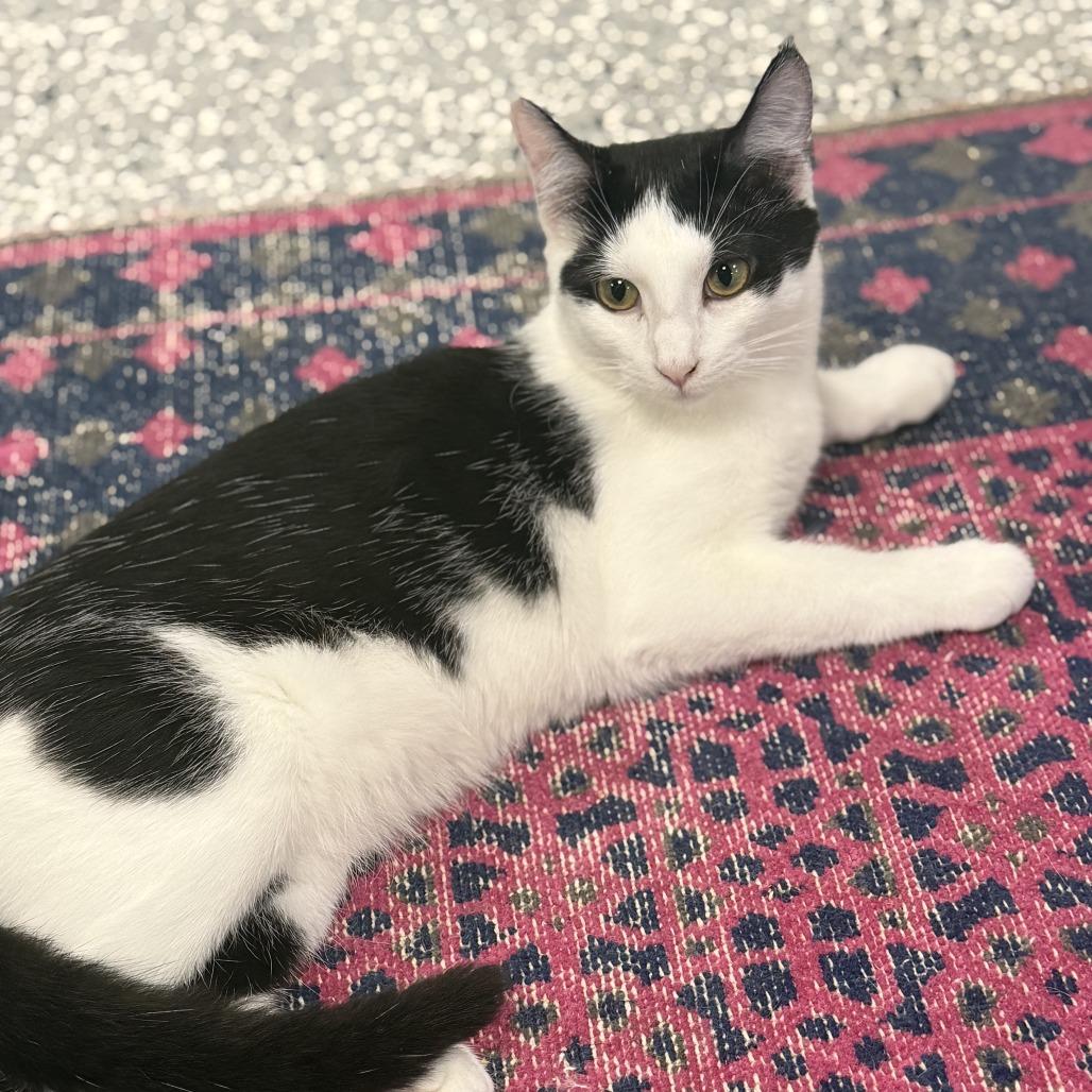 Enlarge Murph, a Adoptable Domestic Short Hair in Nowata, OK image 4/6