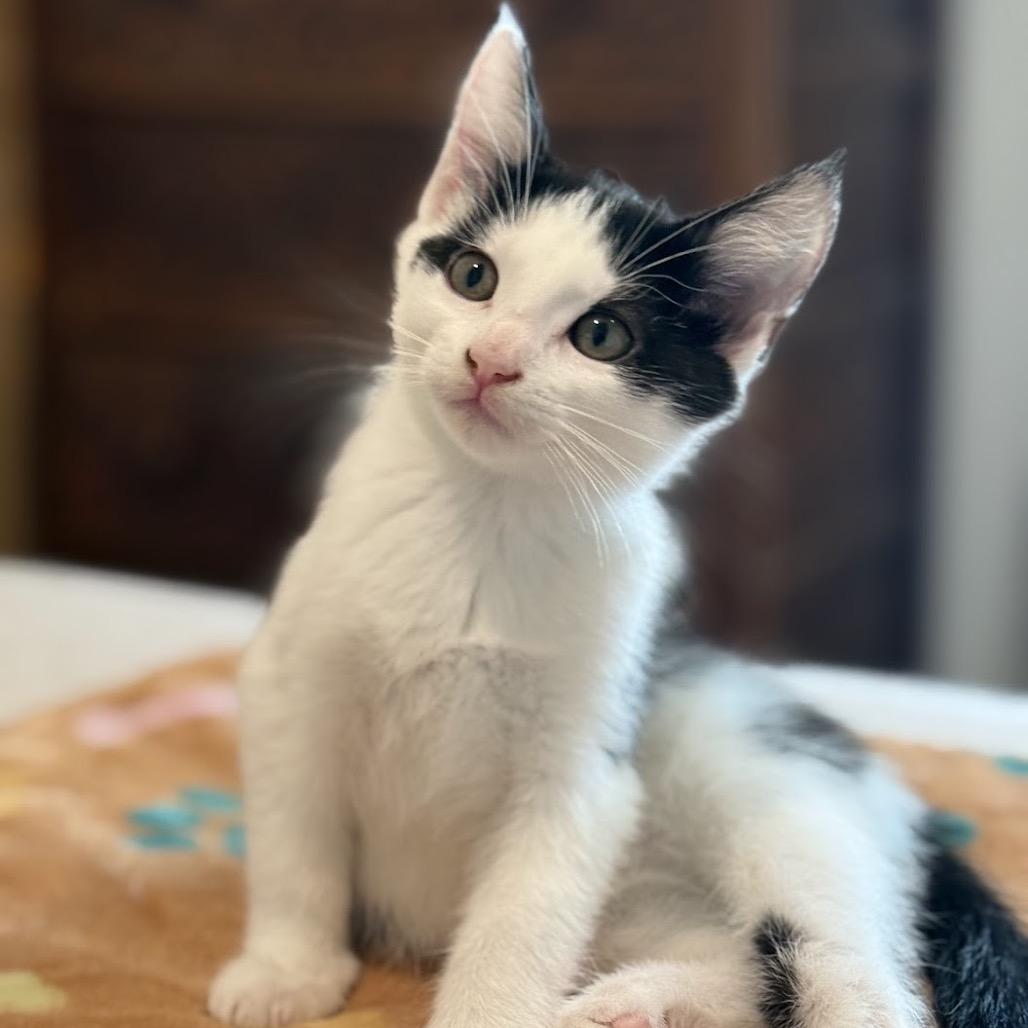 Murph, a Adoptable Domestic Short Hair in Nowata, OK image 6/6