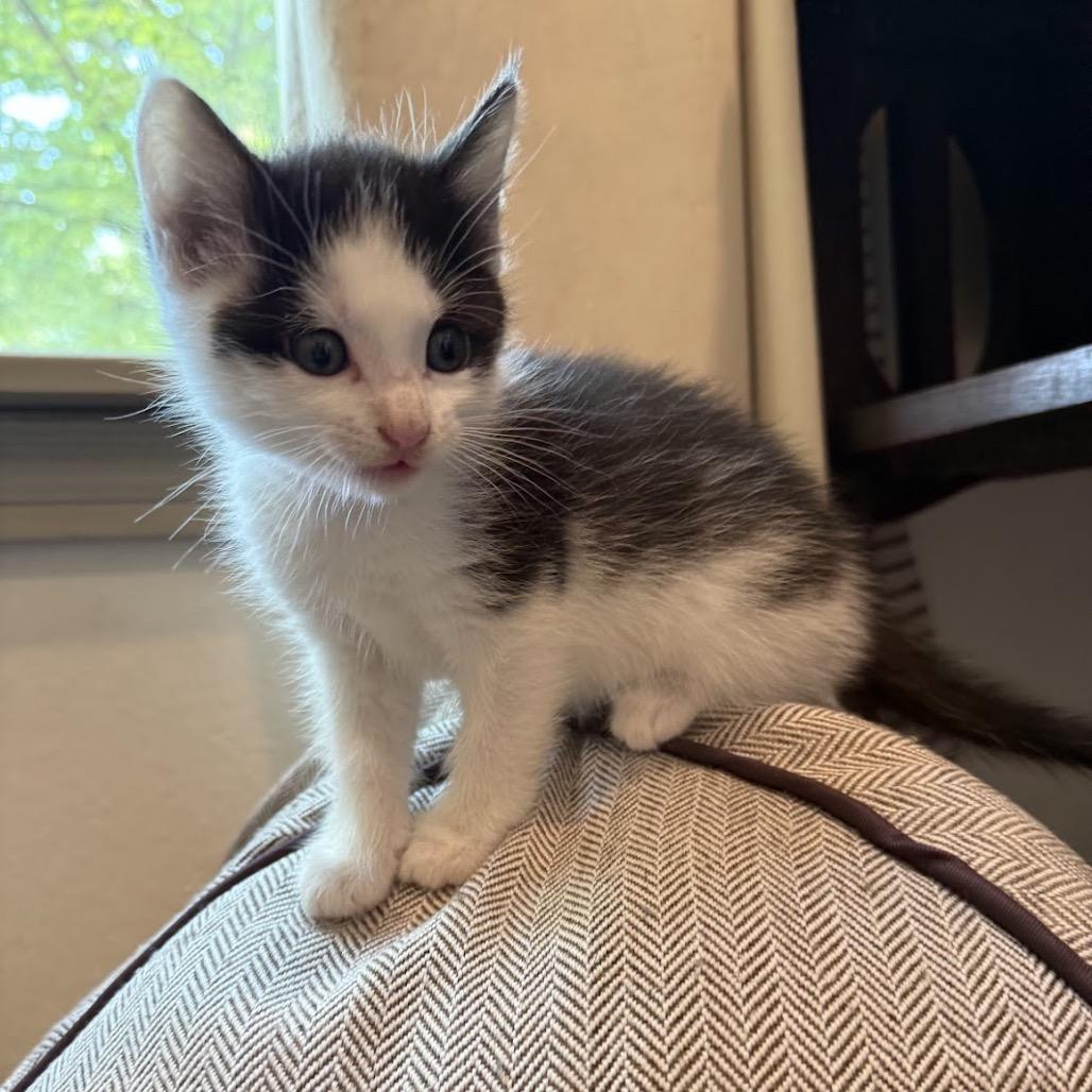 Murph, a Adoptable Domestic Short Hair in Nowata, OK image 6/6