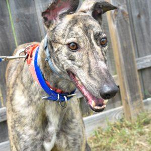 Enlarge O YA JOE KERR, a Adoptable Greyhound in grandville, MI image 1/1