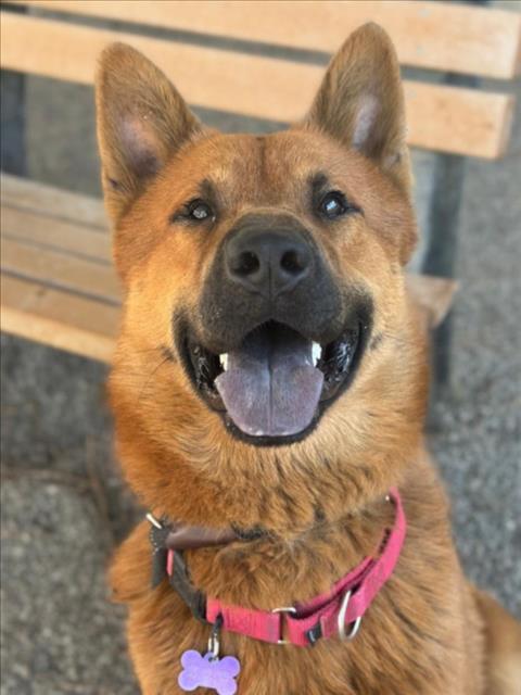 *TODD, Adoptable, Adult Male Chow Chow & German Shepherd Dog.