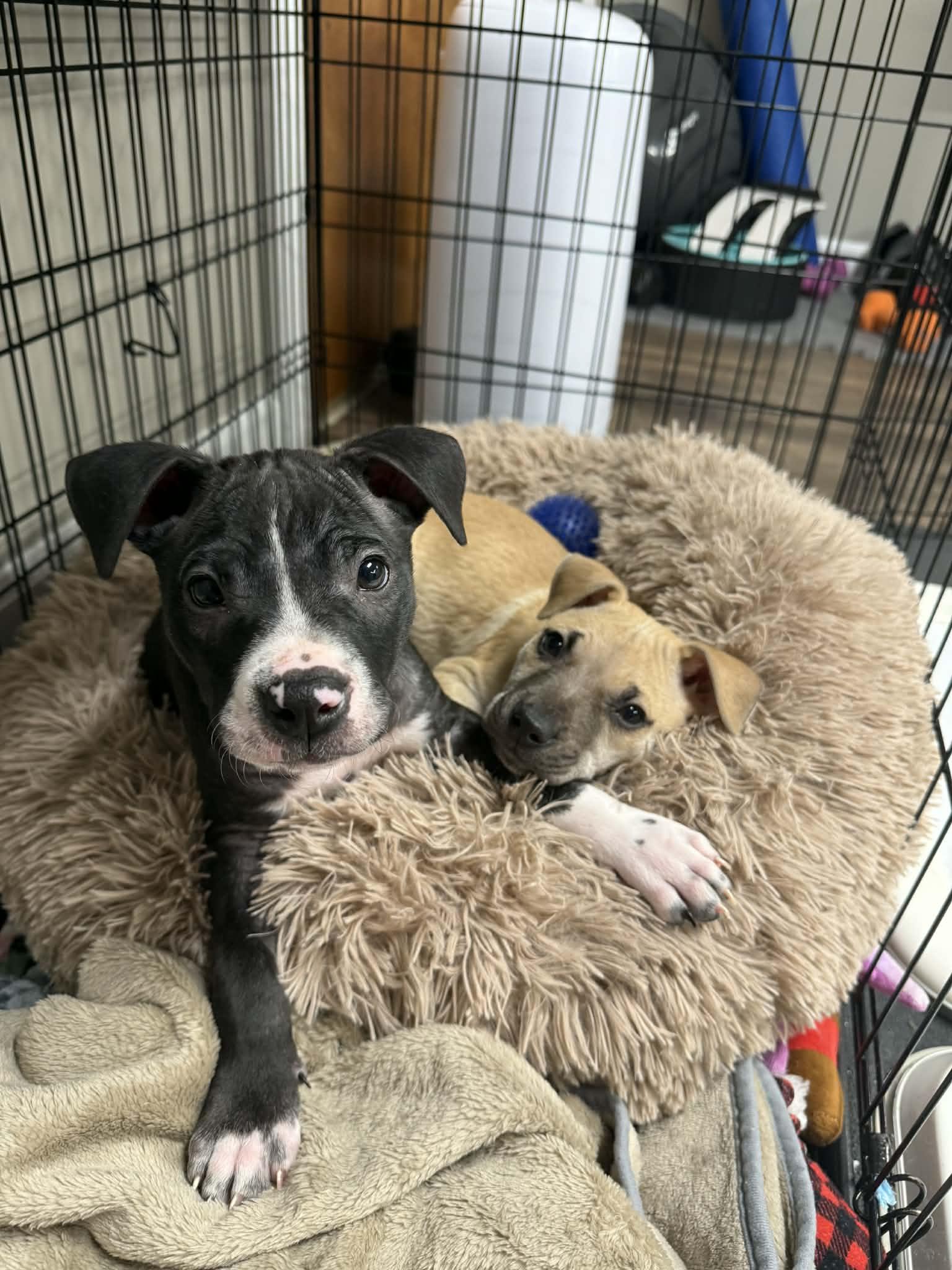 Enlarge Becky, an adopted mixed breed in Plainfield, IL image 4/5