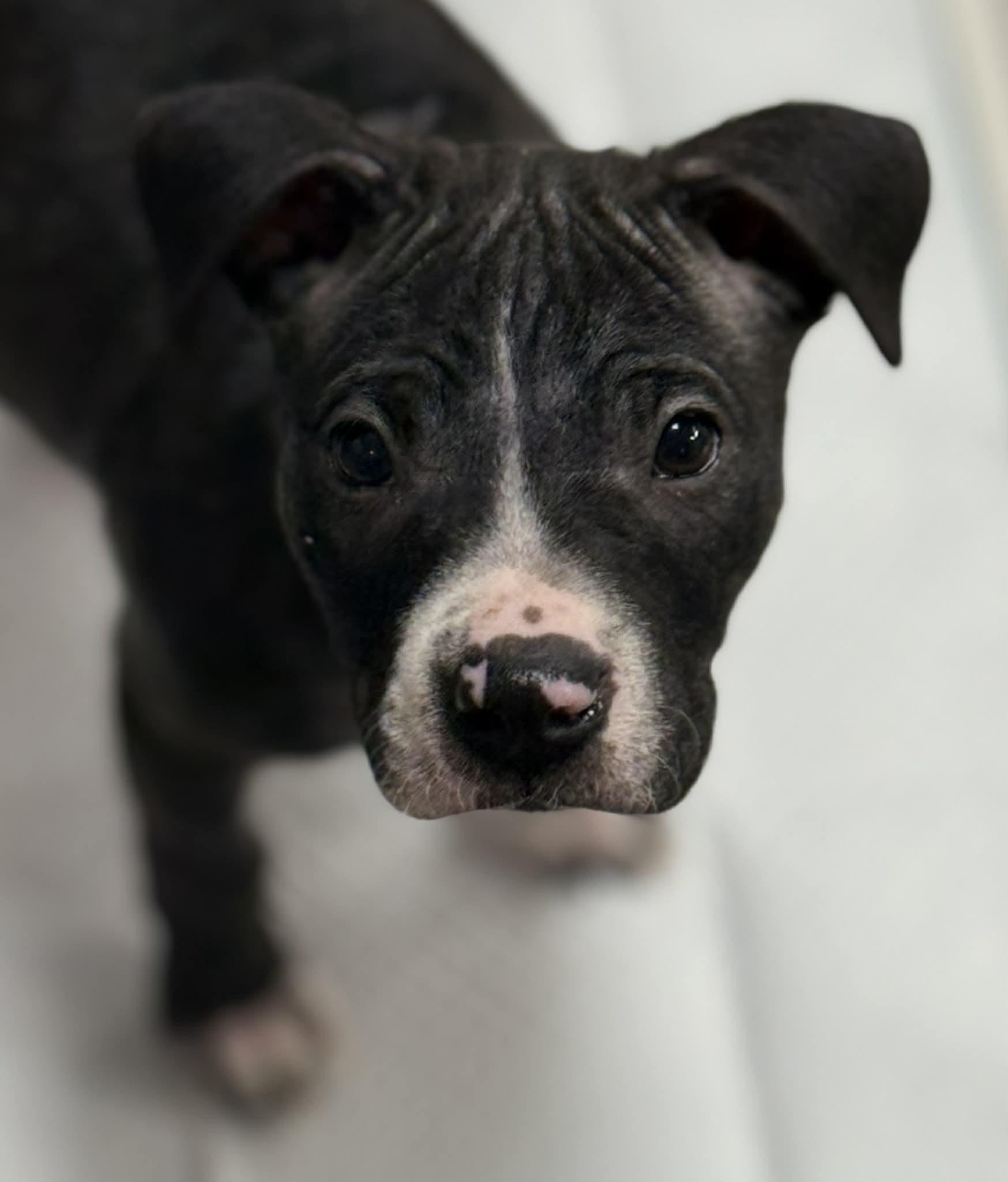 Enlarge Becky, an adopted mixed breed in Plainfield, IL image 5/5