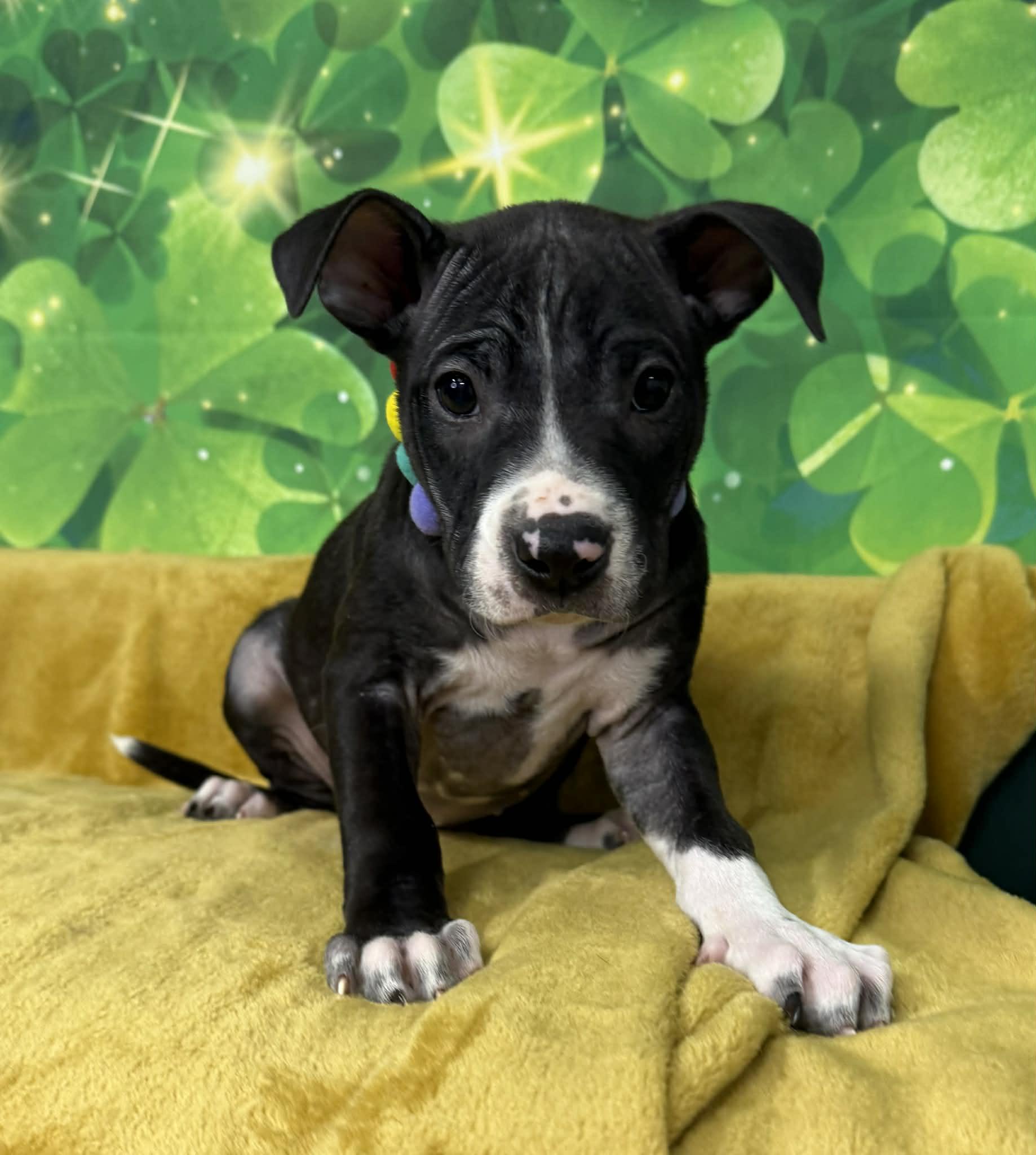 Enlarge Becky, an adopted mixed breed in Plainfield, IL image 3/5