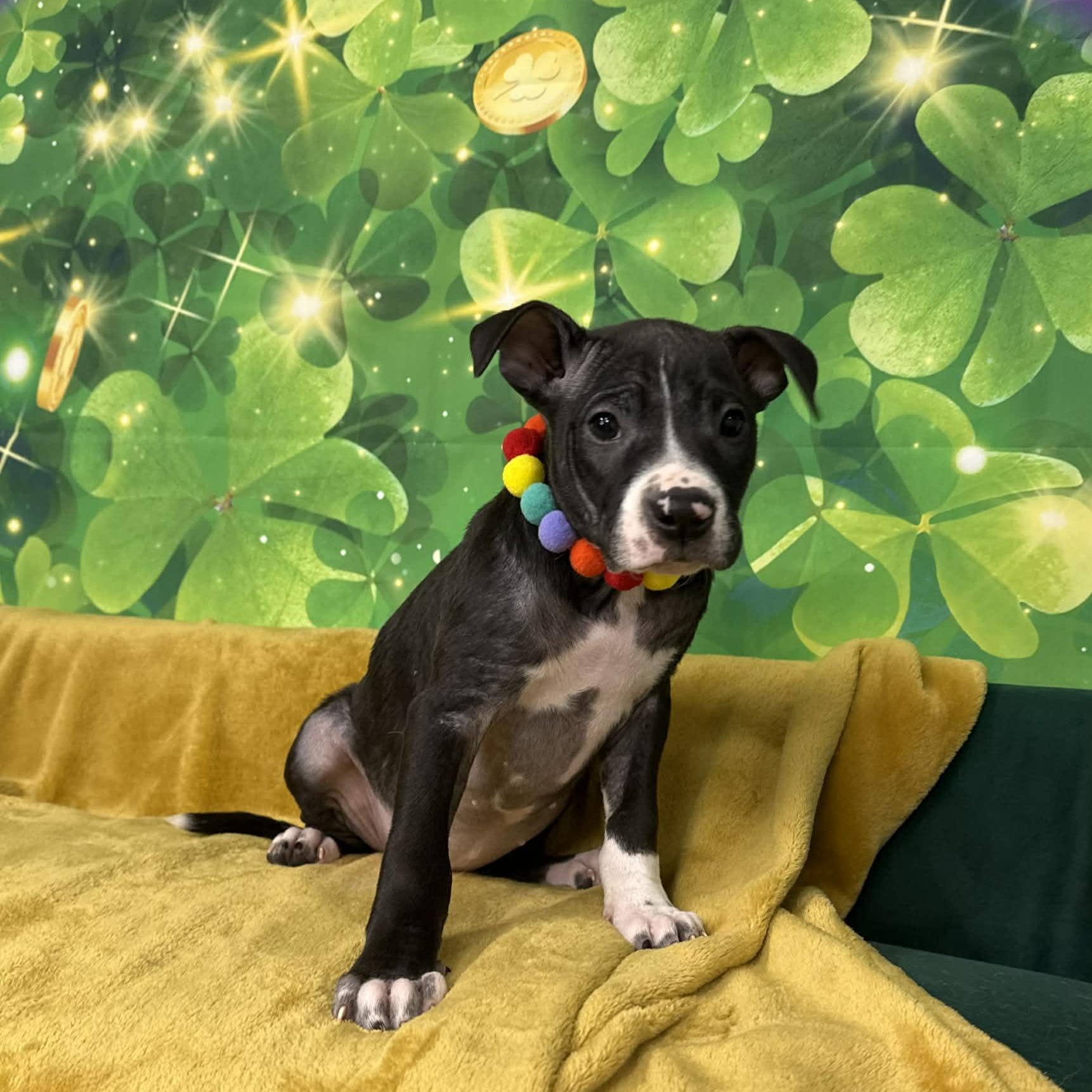 Enlarge Becky, an adopted mixed breed in Plainfield, IL image 2/5