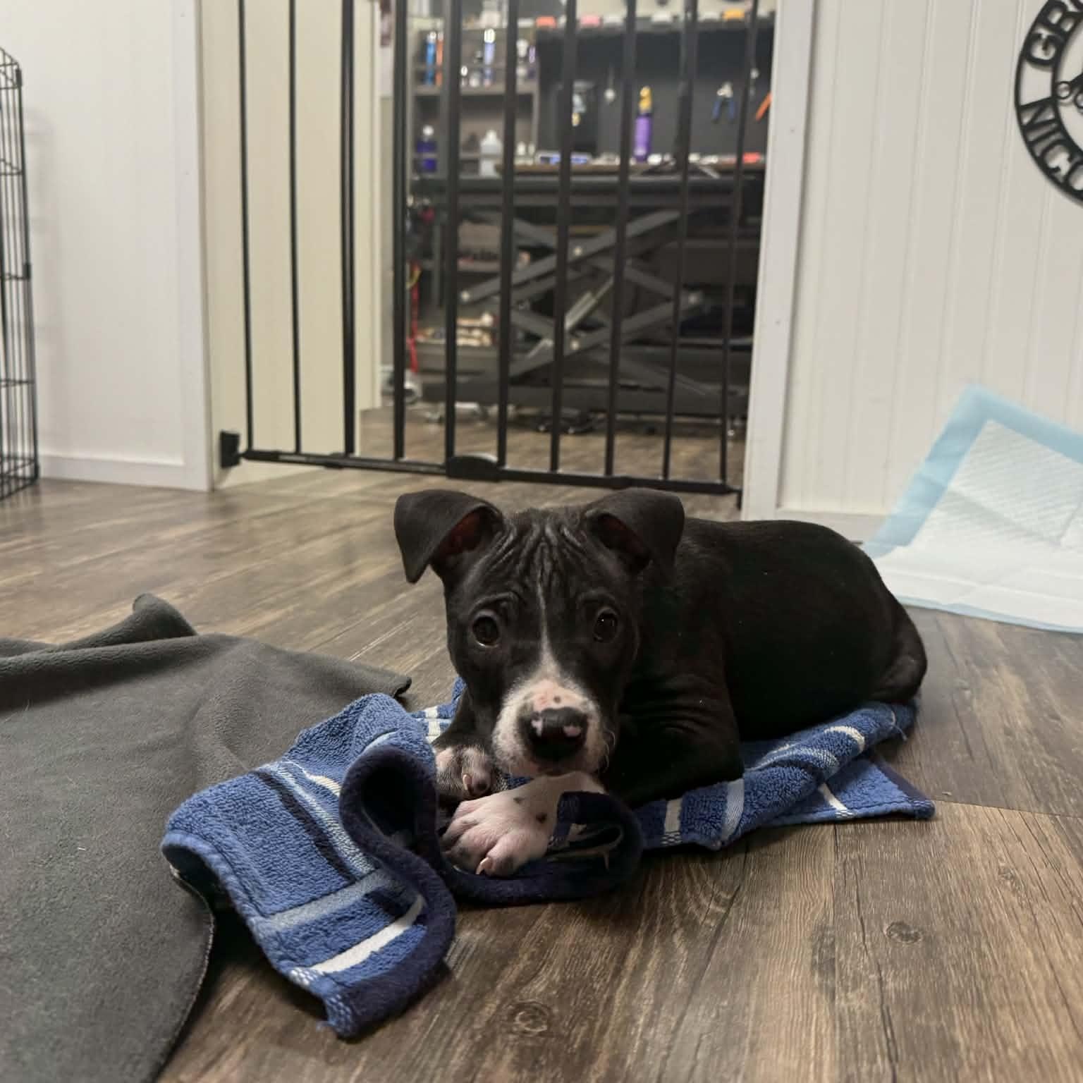 Enlarge Becky, an adopted mixed breed in Plainfield, IL image 1/5