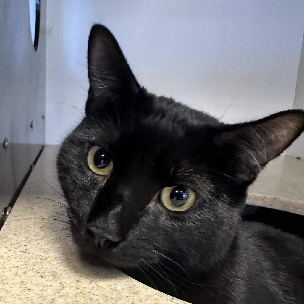 Enlarge Simon, a Adoptable Domestic Short Hair in Park City, UT image 1/3