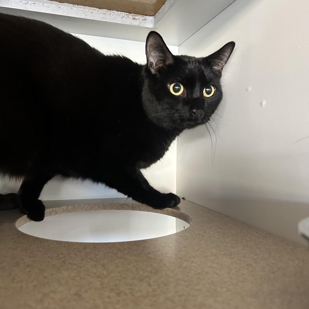 Enlarge Simon, a Adoptable Domestic Short Hair in Park City, UT image 2/3