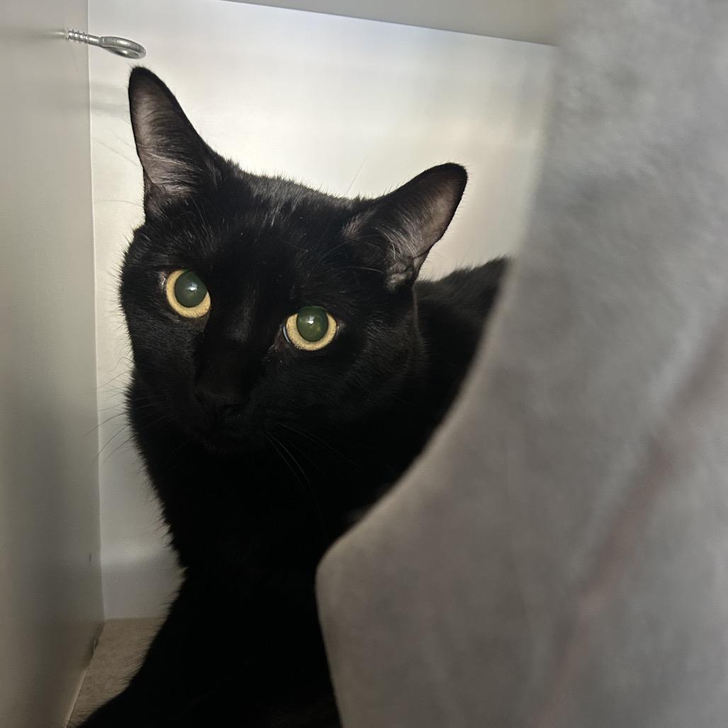 Enlarge Simon, a Adoptable Domestic Short Hair in Park City, UT image 3/3