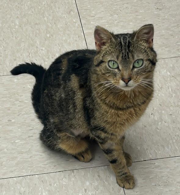 Metrodona, an adopted Domestic Short Hair in Willmar, MN image 2/4