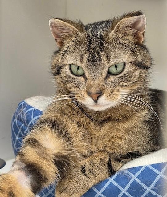 Metrodona, an adopted Domestic Short Hair in Willmar, MN image 4/4