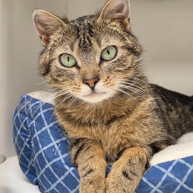 Metrodona, adopted, Adult Female Domestic Short Hair.