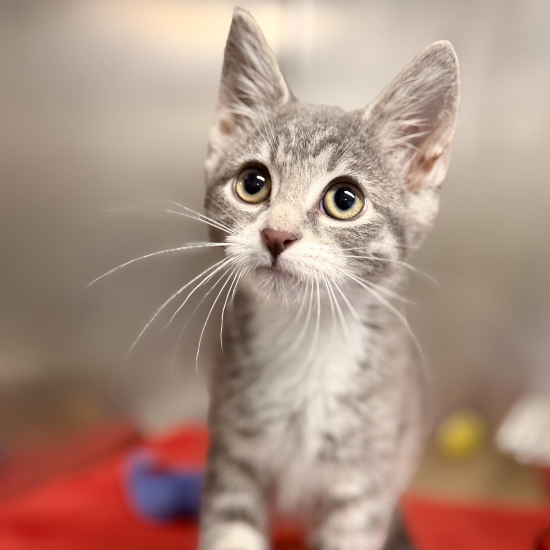 Enlarge Solange, a Adopted Domestic Short Hair in Jackson, NJ image 2/2