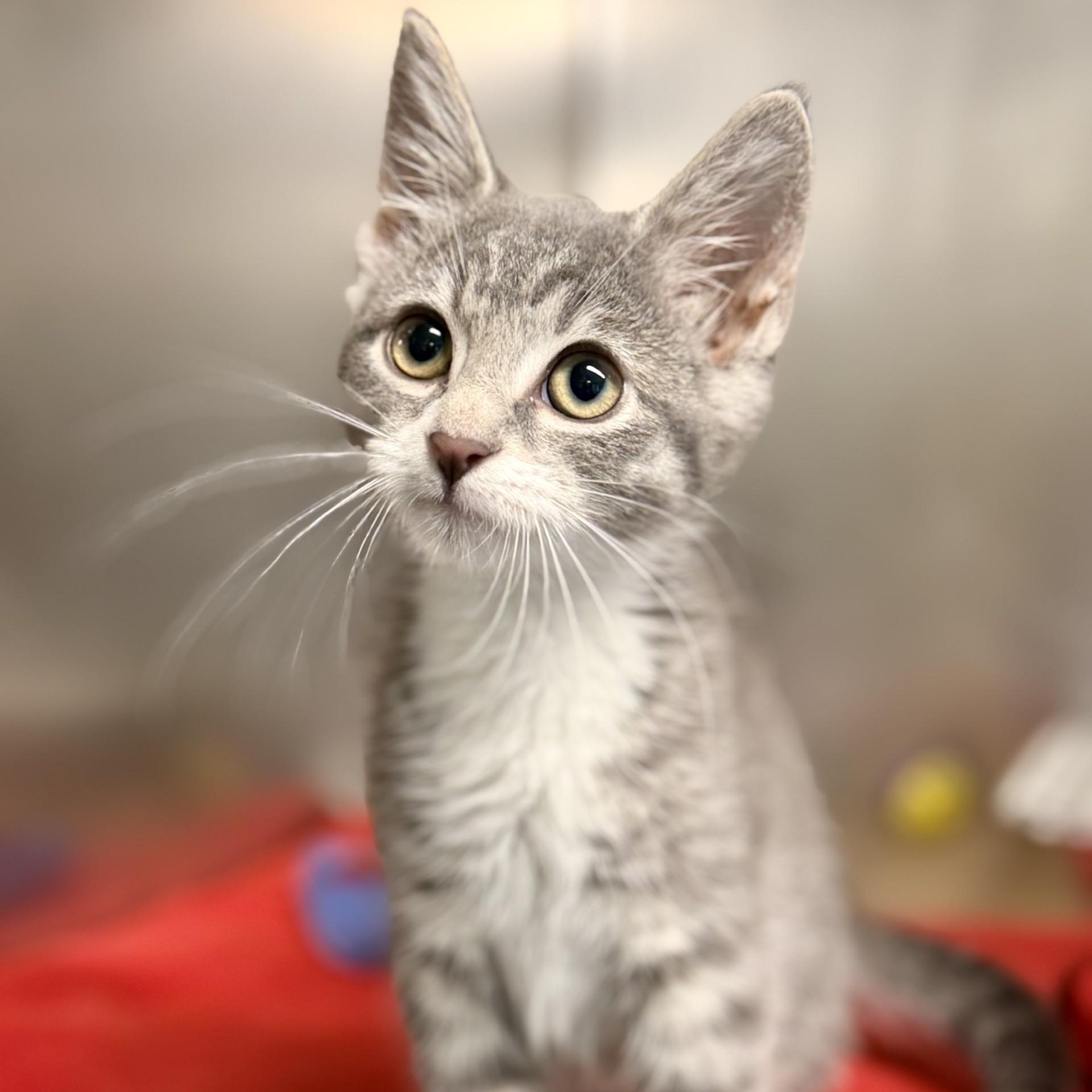Enlarge Solange, a Adopted Domestic Short Hair in Jackson, NJ image 1/2