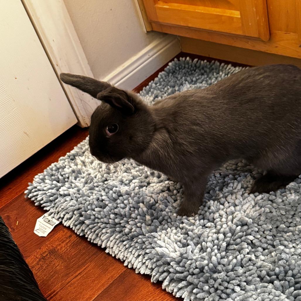 Sunny, Adoptable, Young Female Holland Lop.