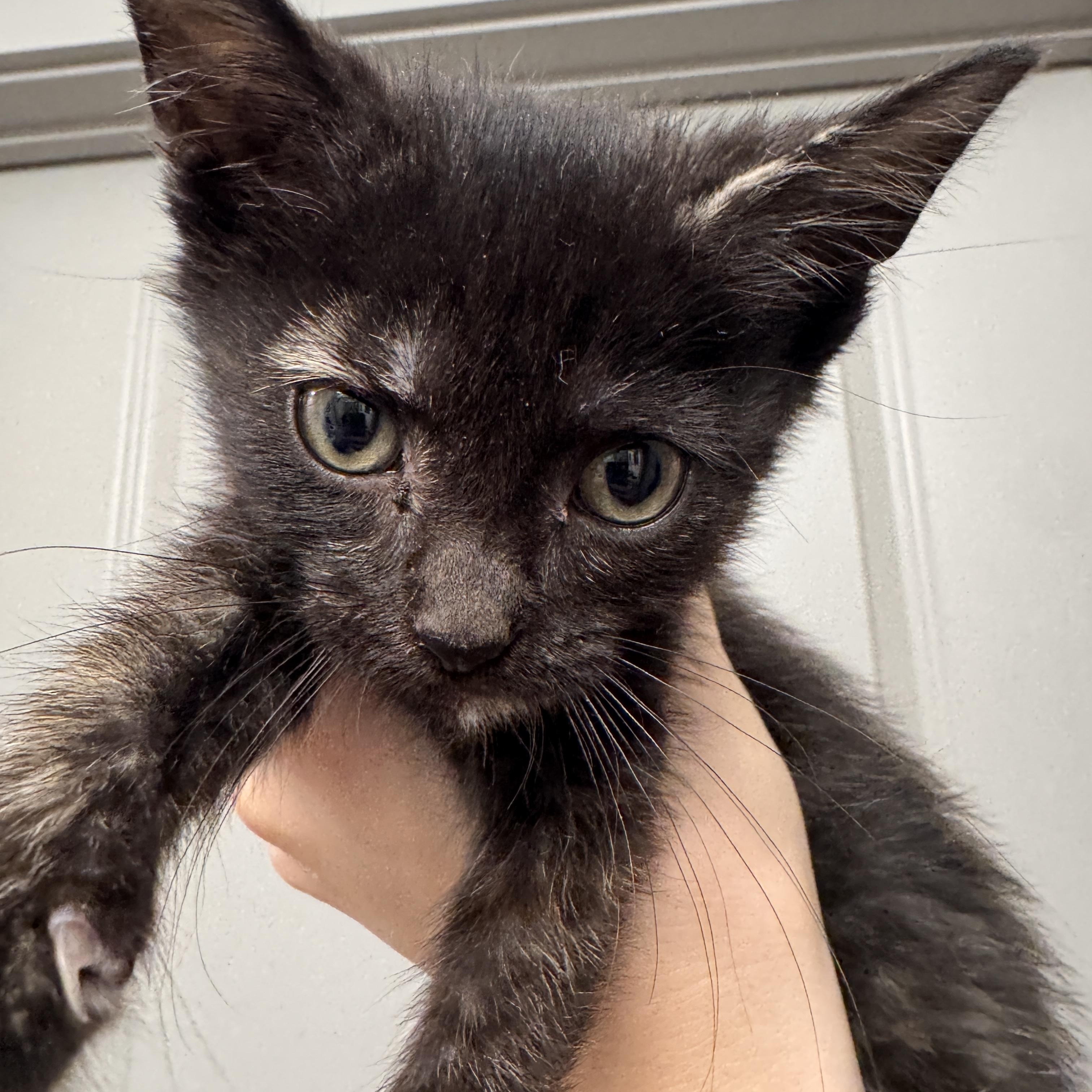 Enlarge Soleste, a Adoptable Tortoiseshell in Stowe, VT image 3/3