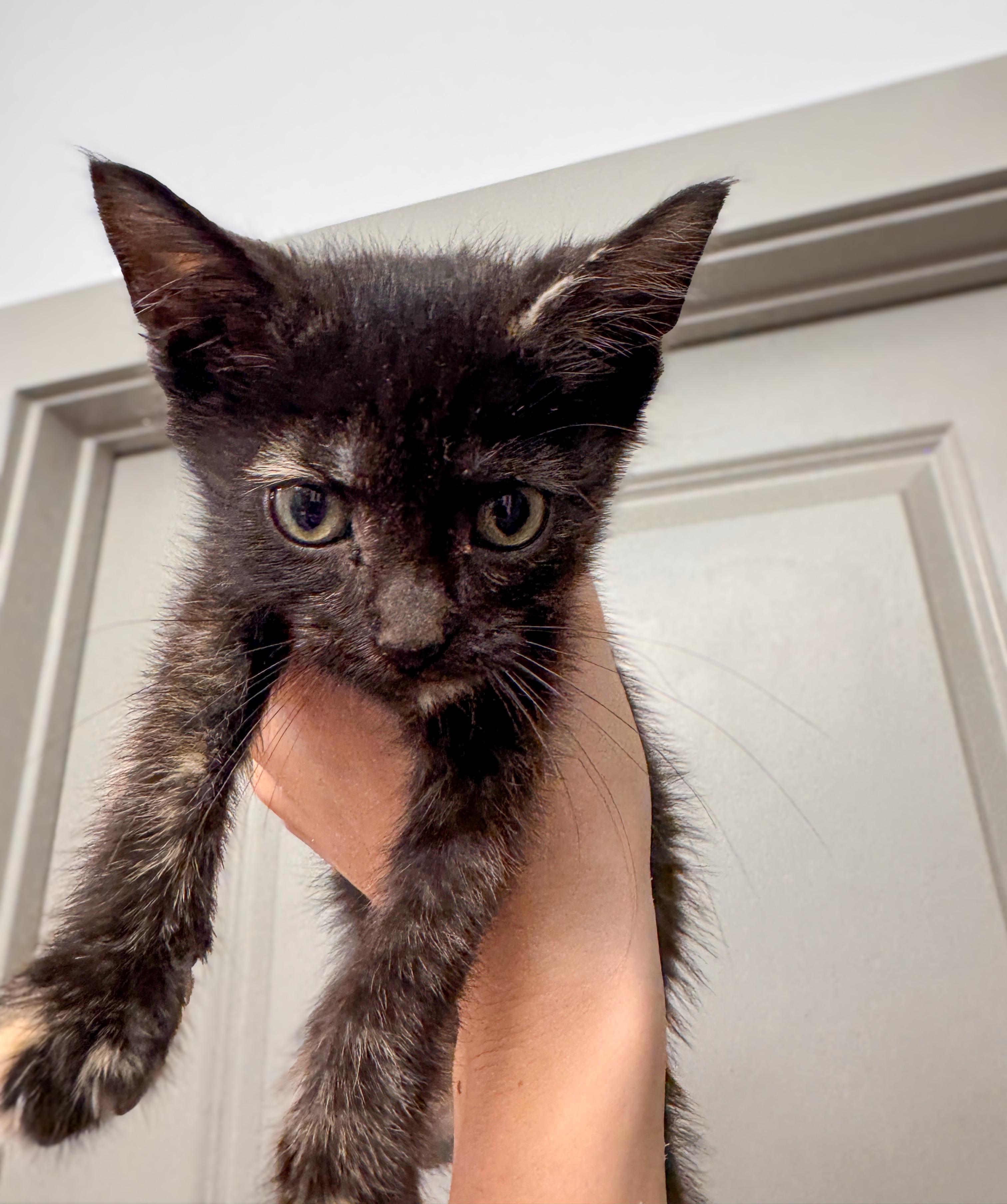 Soleste, Adoptable, Kitten Female Tortoiseshell.