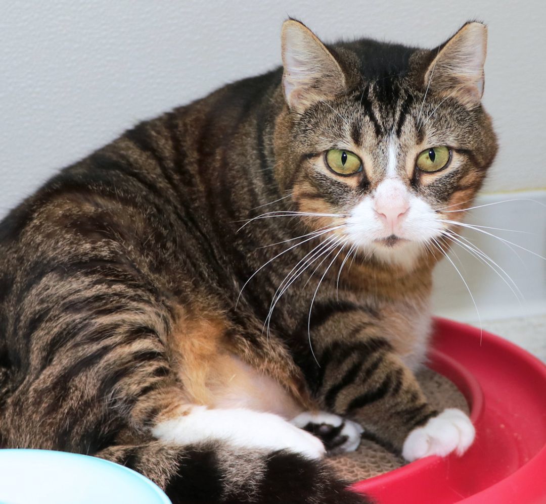 Enlarge Toby, a Adoptable Domestic Short Hair in Cincinnati, OH image 6/7