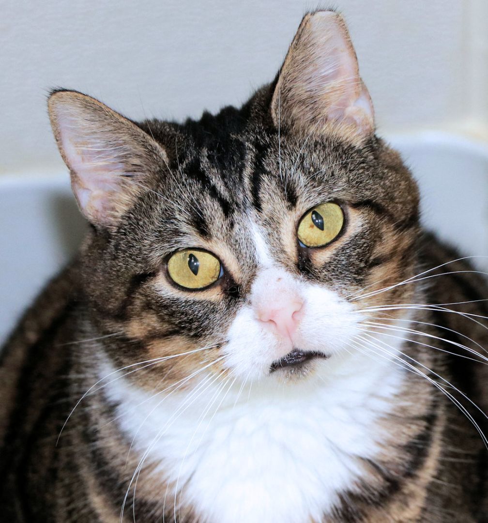 Enlarge Toby, a Adoptable Domestic Short Hair in Cincinnati, OH image 1/7