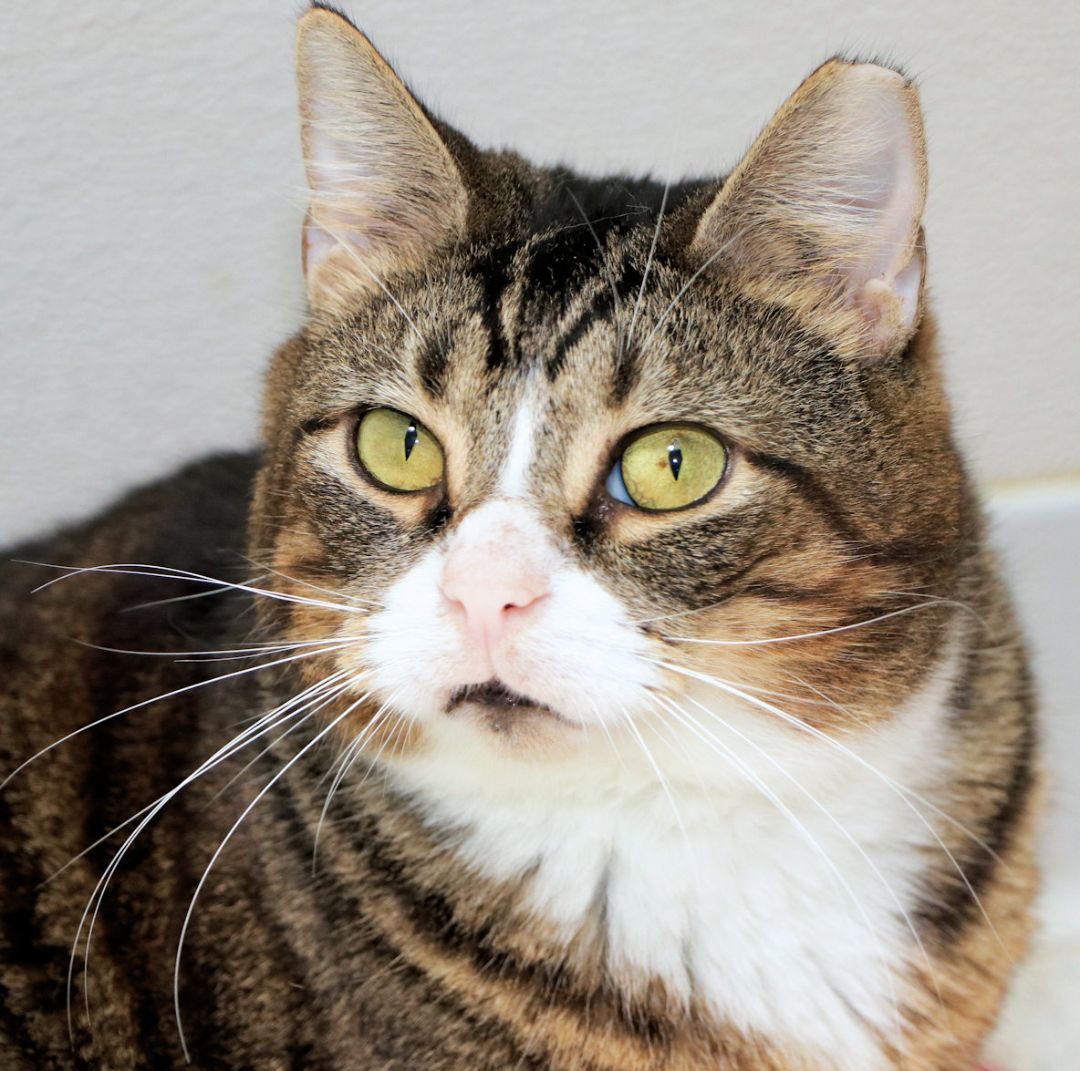 Enlarge Toby, a Adoptable Domestic Short Hair in Cincinnati, OH image 7/7