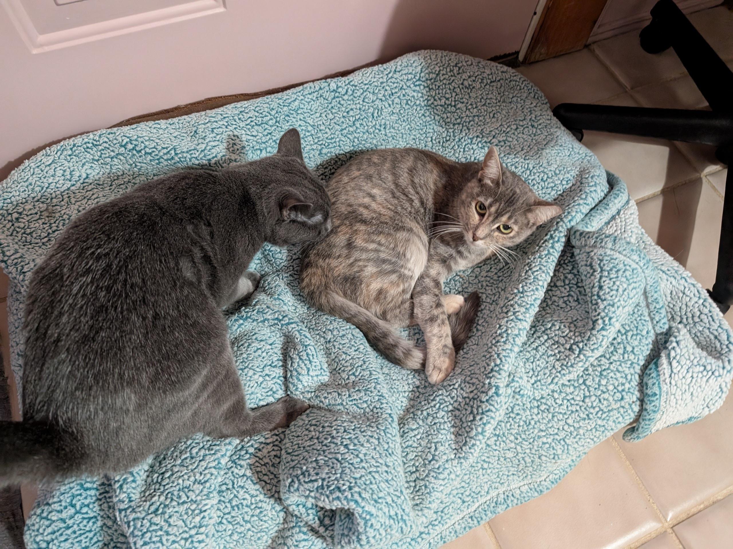 Grey Baby, a Adoptable Domestic Short Hair in Fairview Heights, IL image 3/6