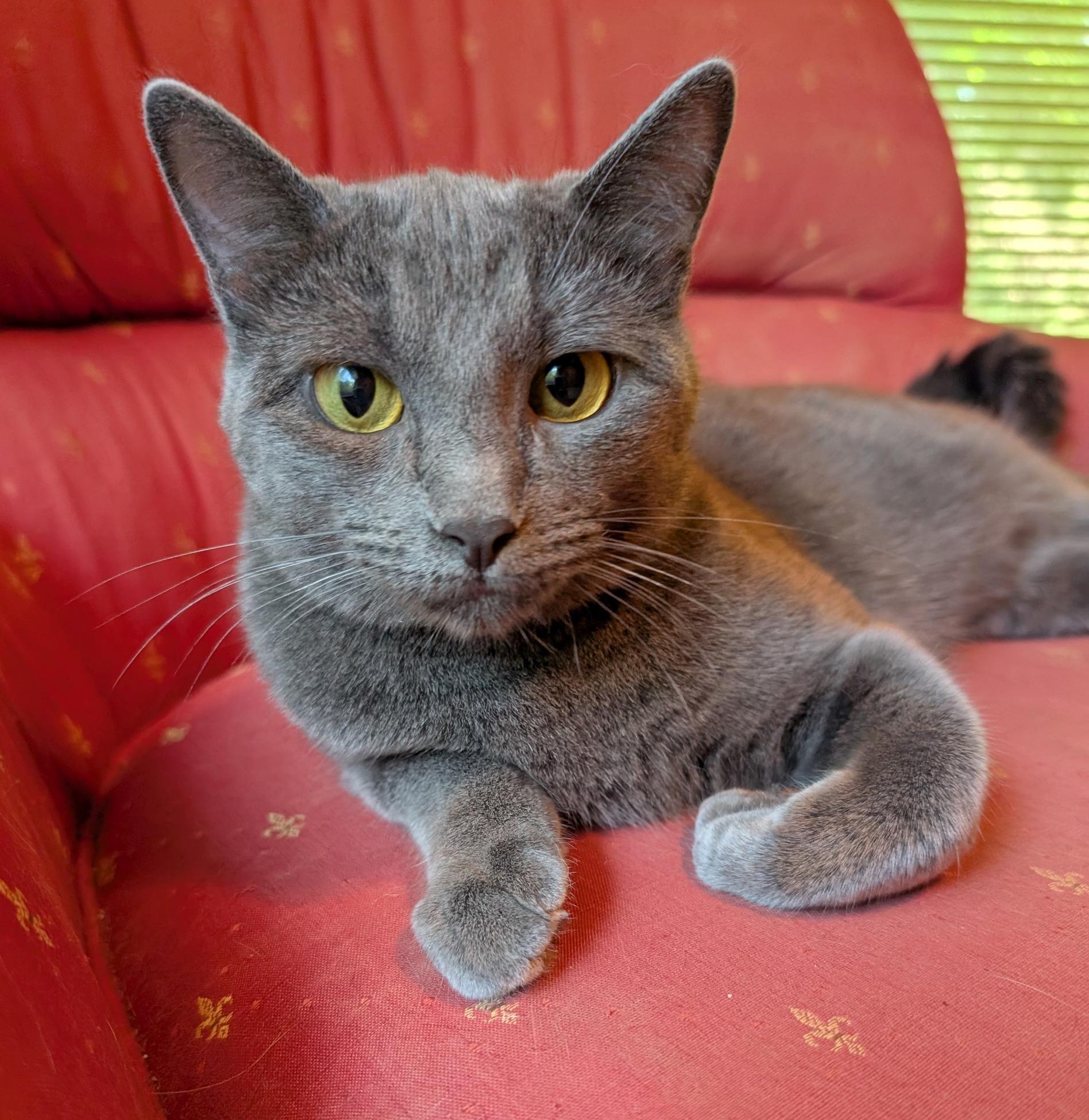 Grey Baby, a Adoptable Domestic Short Hair in Fairview Heights, IL image 6/6
