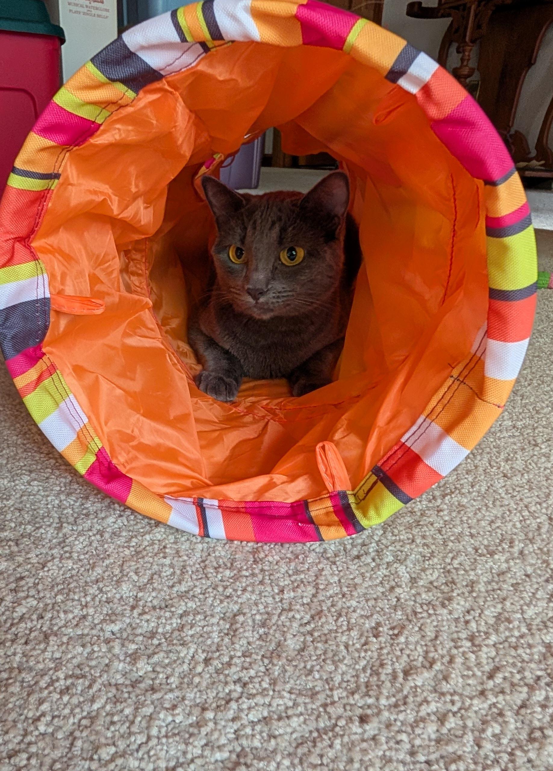 Grey Baby, a Adoptable Domestic Short Hair in Fairview Heights, IL image 5/6