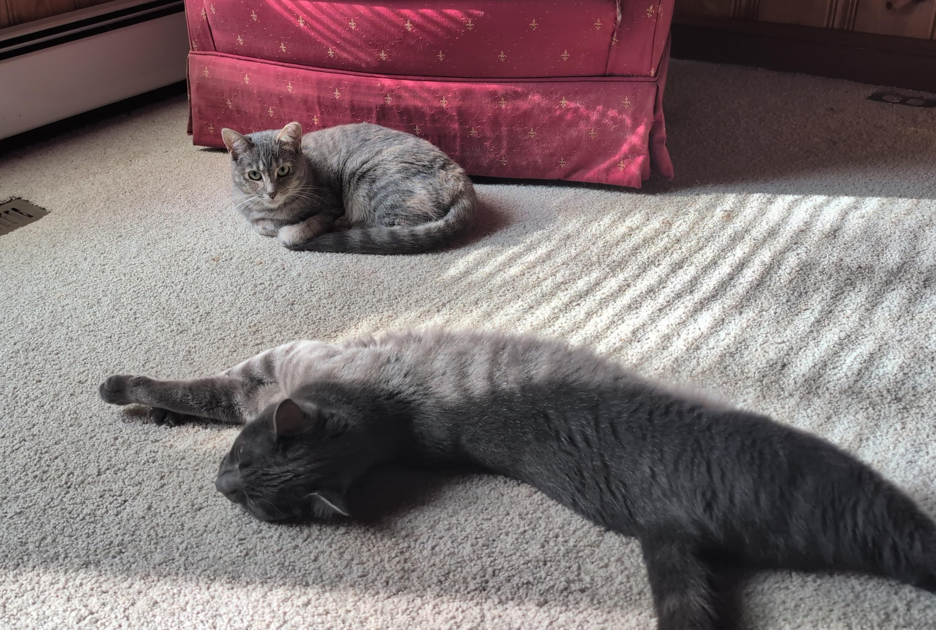 Grey Baby, a Adoptable Domestic Short Hair in Fairview Heights, IL image 4/6