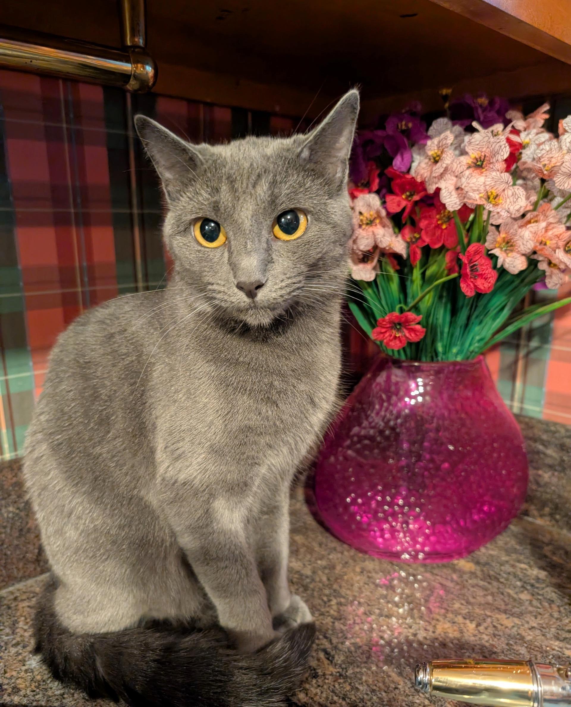 Grey Baby, Adoptable, Young Female Domestic Short Hair.