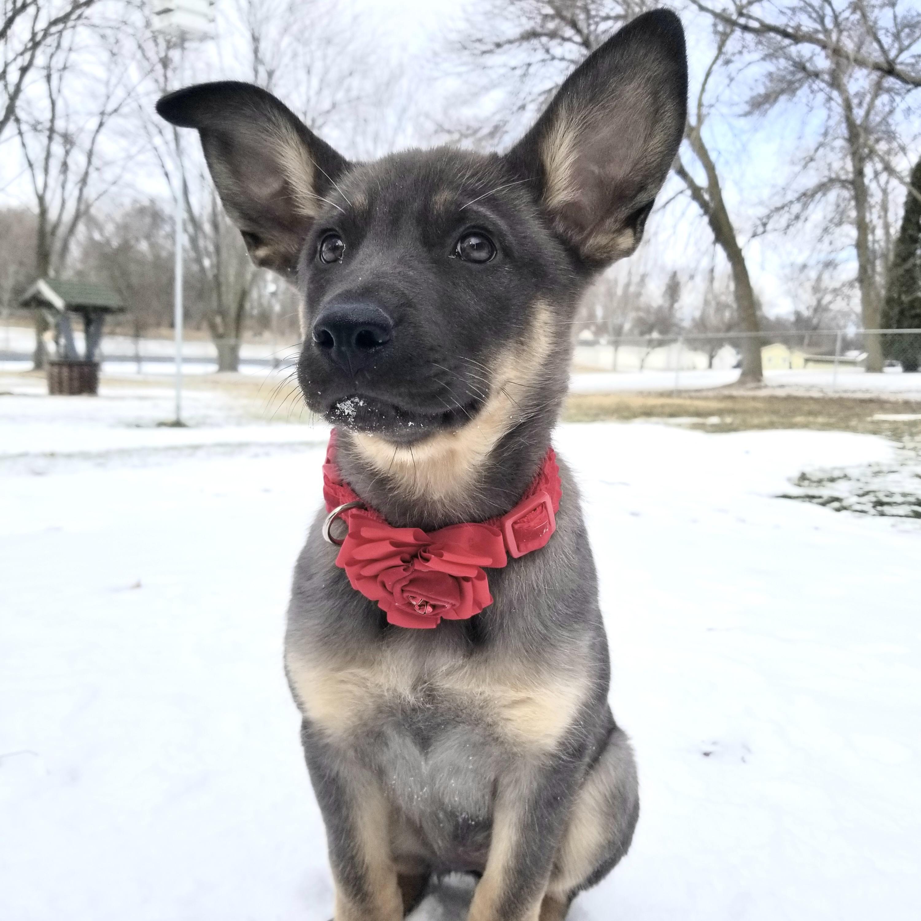 Lovey, a ADOPTABLE mixed breed in Prior Lake, MN image 2/6