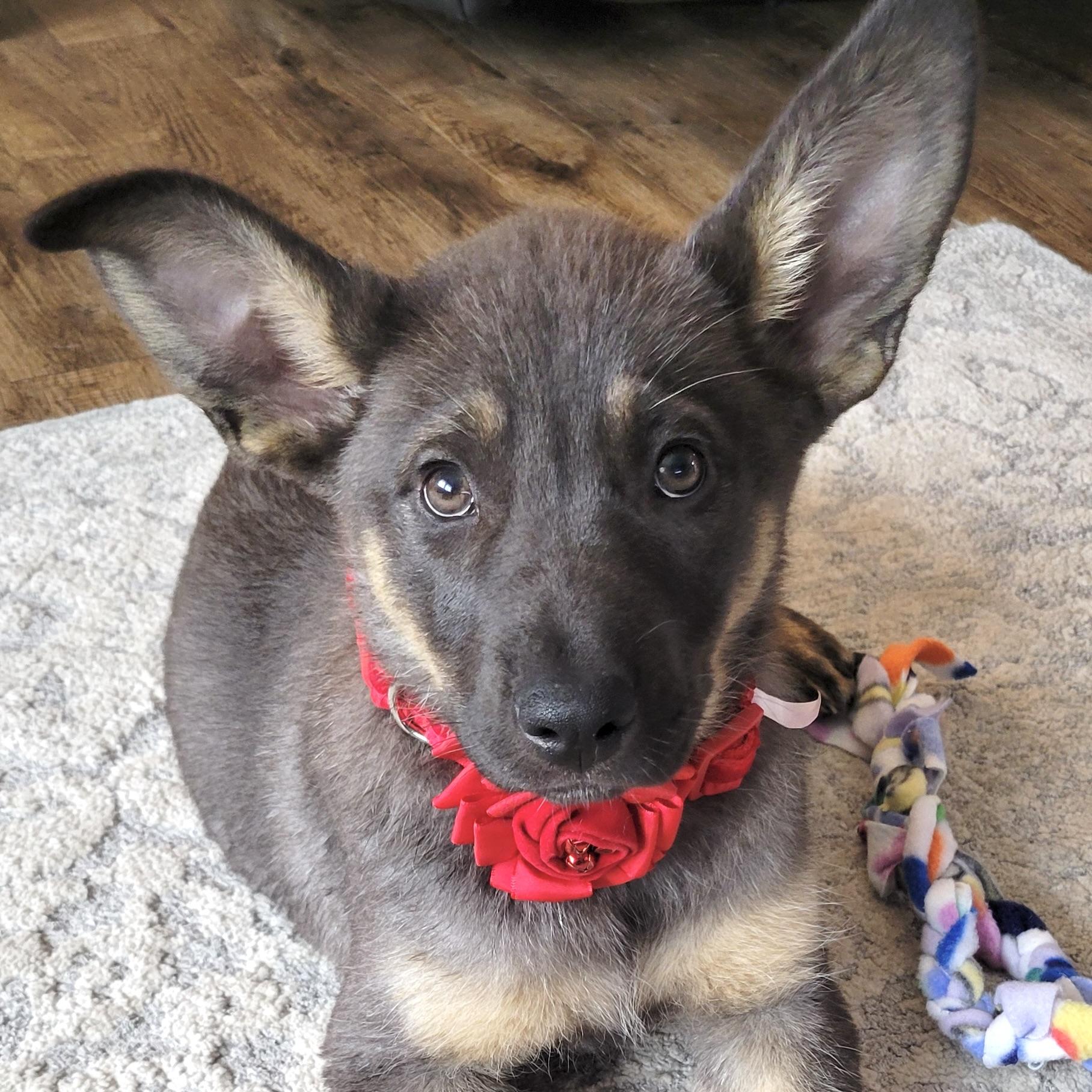 Lovey, a ADOPTABLE mixed breed in Prior Lake, MN image 3/6