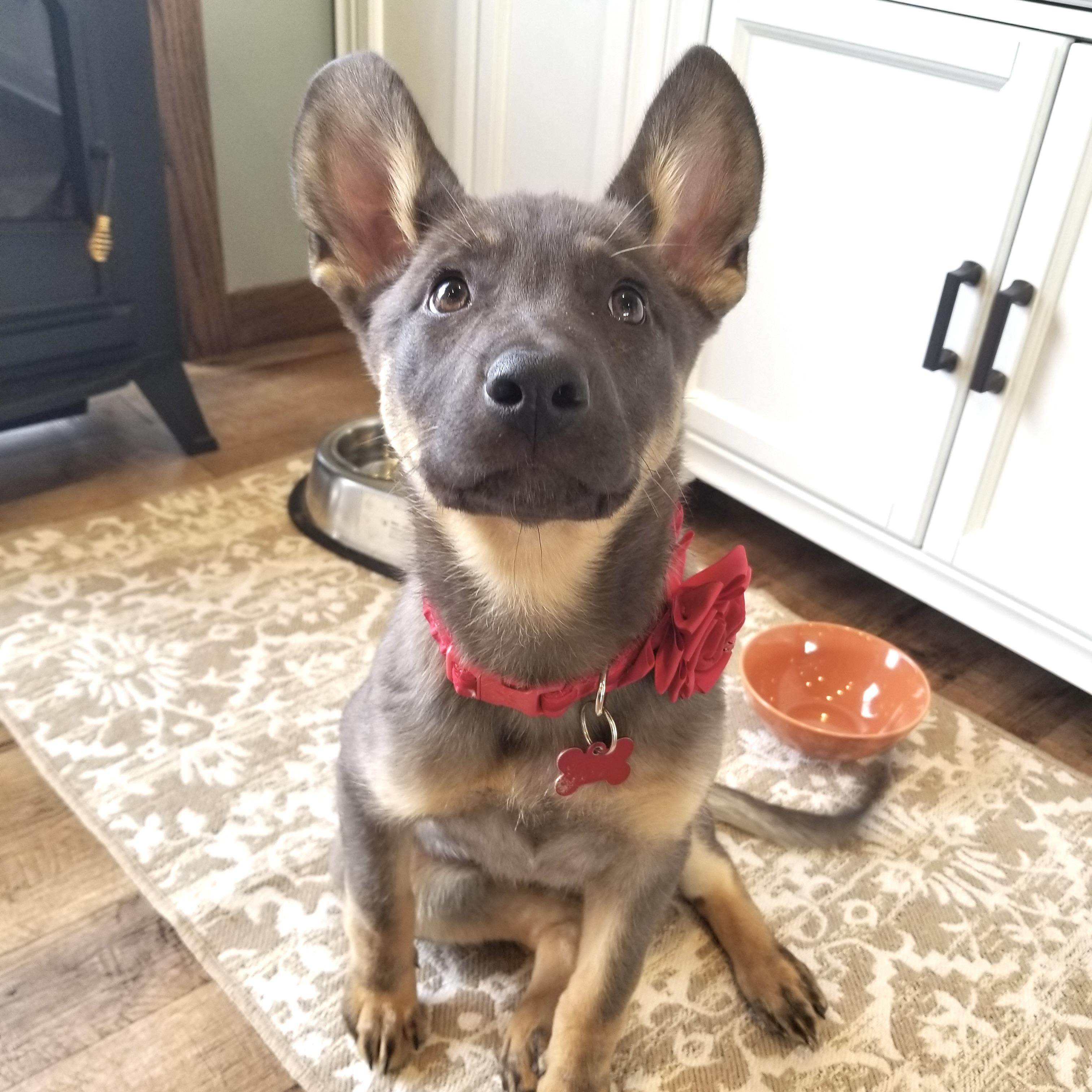 Lovey, a ADOPTABLE mixed breed in Prior Lake, MN image 4/6