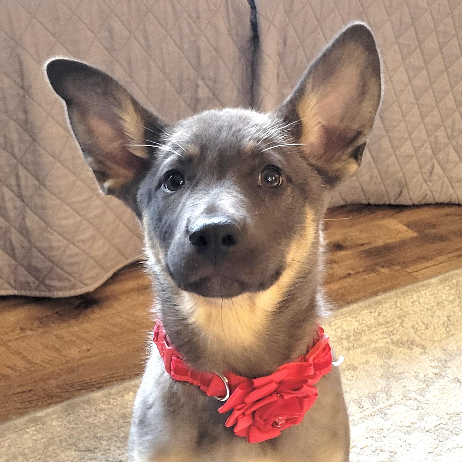 Lovey, a ADOPTABLE mixed breed in Prior Lake, MN image 5/6