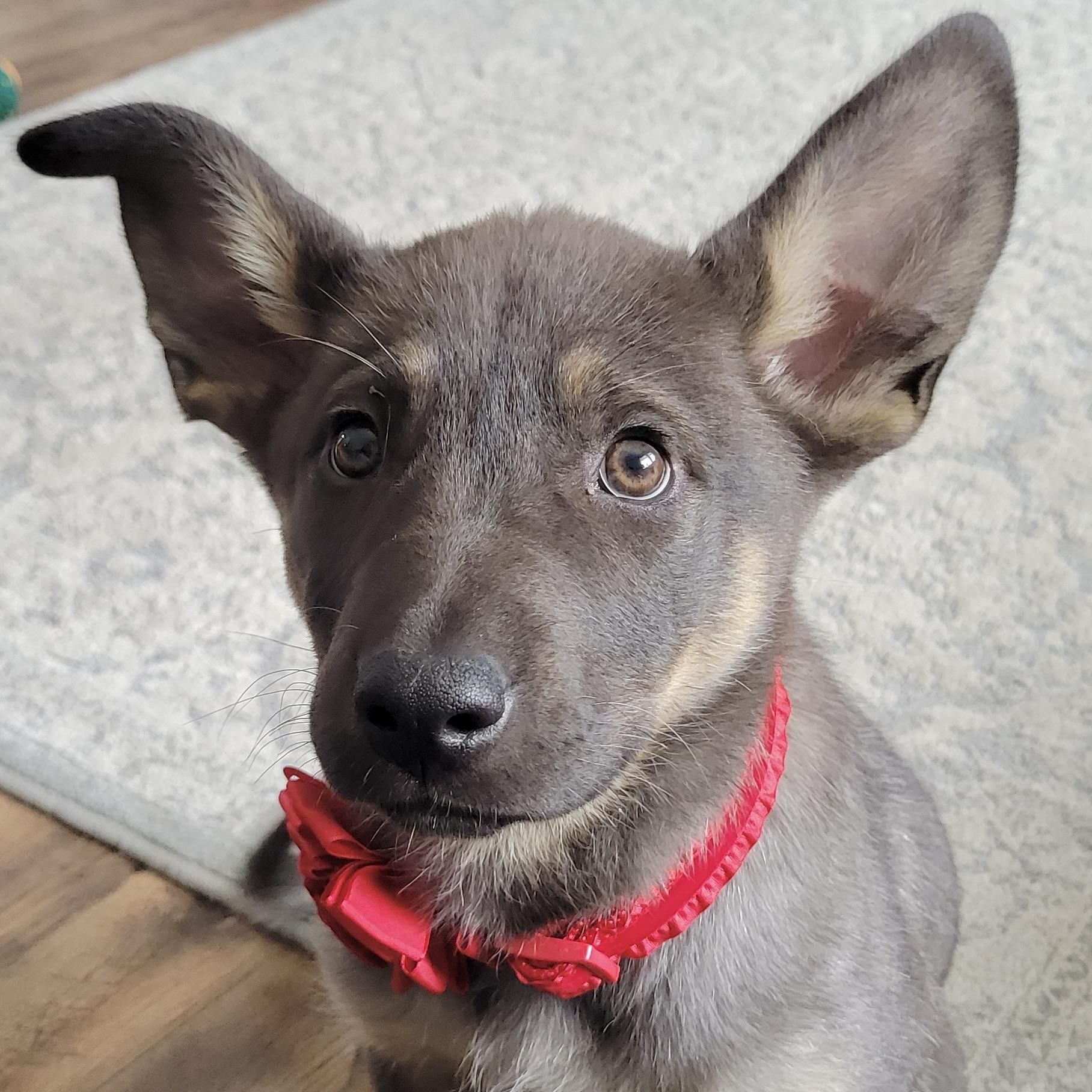 Lovey, ADOPTABLE, Puppy Female Shepherd & Labrador Retriever.