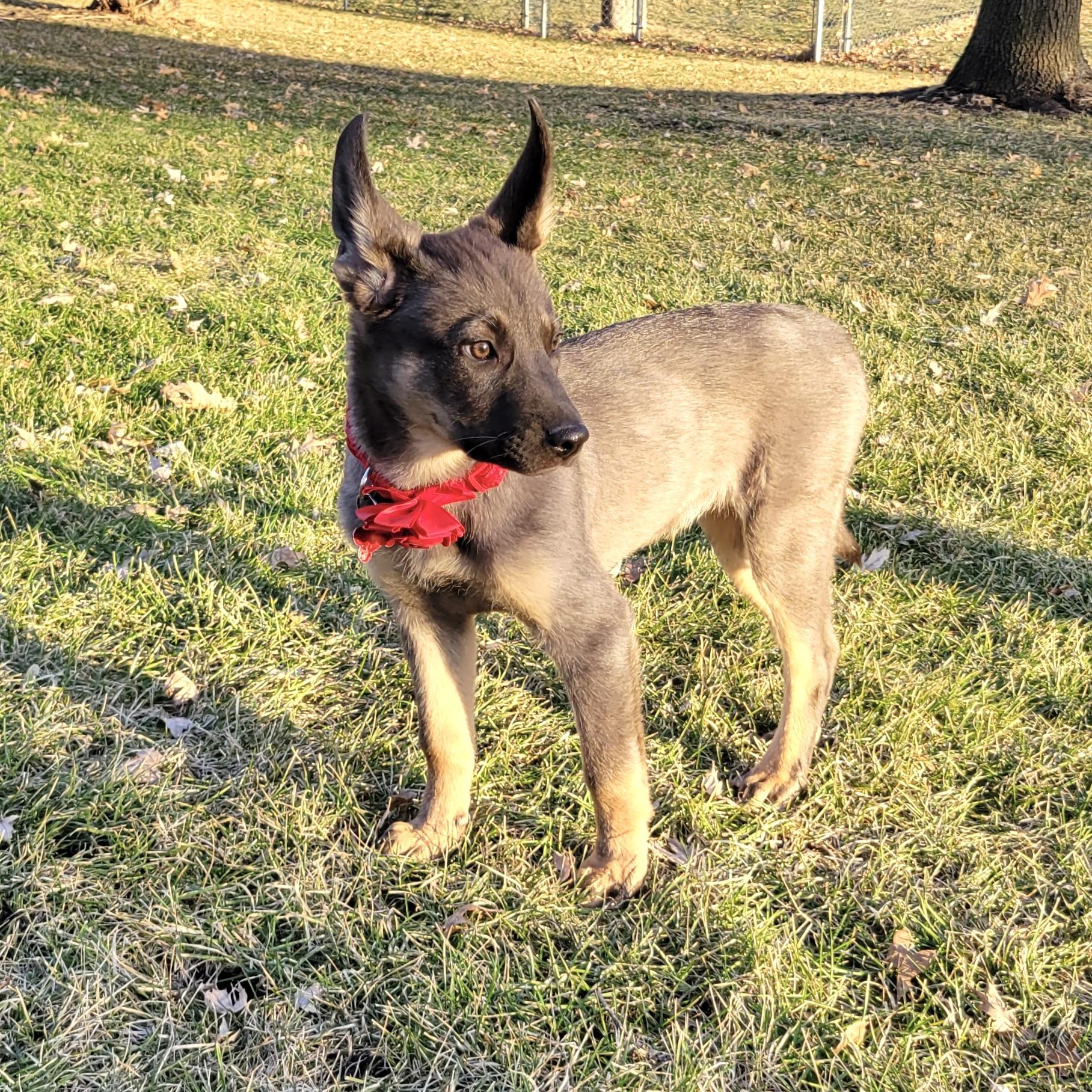 Lovey, a ADOPTABLE mixed breed in Prior Lake, MN image 6/6
