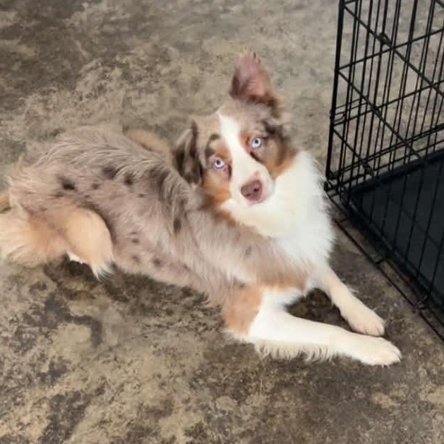 Enlarge Arlo, a Adoptable Australian Shepherd in Tylertown, MS image 2/2