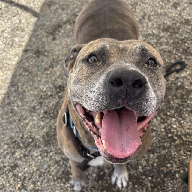 OLYVE, Adoptable, Adult Female American Staffordshire Terrier & Mixed Breed.