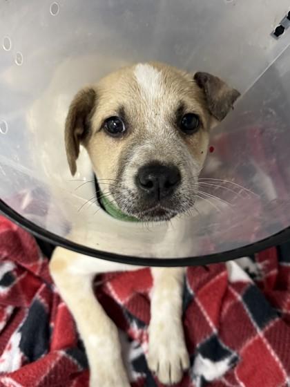 Enlarge Finklestein, a Adoptable mixed breed in Cumming, GA image 1/2